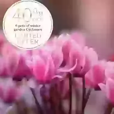 6 pots of winter garden Cyclamen